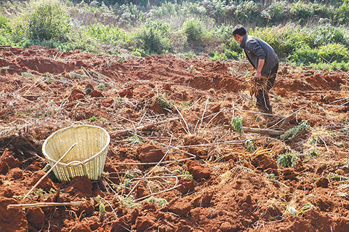 中藥材種植開啟鄉村致富路.jpg 中藥材種植開啟鄉村致富路.jpg
