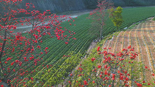 攀枝花開扮靚紅河谷.jpg 攀枝花開扮靚紅河谷.jpg