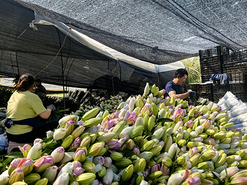百合花開產(chǎn)業(yè)興.jpg 百合花開產(chǎn)業(yè)興.jpg