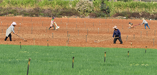 春耕正當(dāng)時(shí) 農(nóng)業(yè)生產(chǎn)忙.jpg 春耕正當(dāng)時(shí) 農(nóng)業(yè)生產(chǎn)忙.jpg
