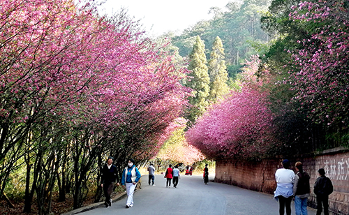 踏春賞花好時光.jpg 踏春賞花好時光.jpg