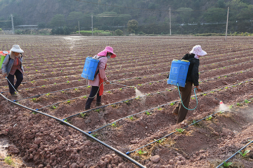 雪茄煙田施肥忙.jpg 雪茄煙田施肥忙.jpg