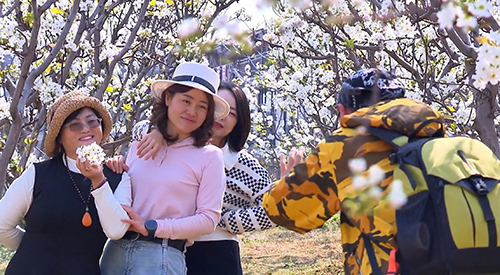 梨花雪落靈秀春.jpg 梨花雪落靈秀春.jpg