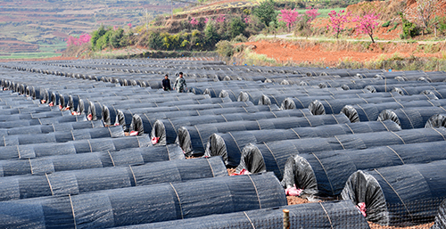 育好煙苗備移栽.jpg 育好煙苗備移栽.jpg