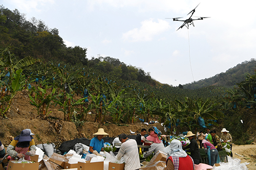 無人機“送快遞”元江蕉農增收入.jpg 無人機“送快遞”元江蕉農增收入.jpg
