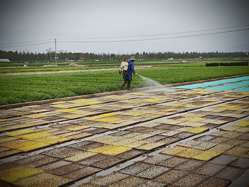 種植彩色水稻 助力鄉村振興.jpg 種植彩色水稻 助力鄉村振興.jpg