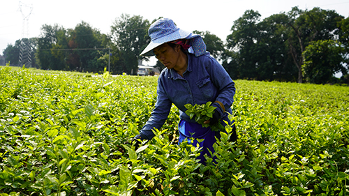 元江花農搶收茉莉供應全國市場.jpg 元江花農搶收茉莉供應全國市場.jpg