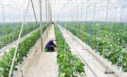 科技賦能興產業聯農帶農助增收.jpg 科技賦能興產業聯農帶農助增收.jpg