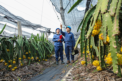 電力“助產”燕窩果鄉村繪就好“豐”景.jpg 電力“助產”燕窩果鄉村繪就好“豐”景.jpg