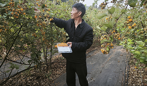 通海無刺黃泡酸甜來襲.jpg 通海無刺黃泡酸甜來襲.jpg