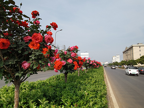 月季綻放扮靚城市道路.jpg 月季綻放扮靚城市道路.jpg