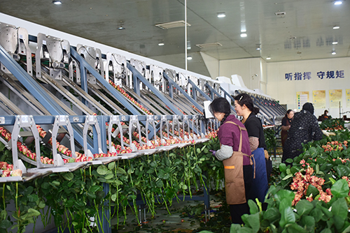 科技興花激活發(fā)展新動(dòng)能.jpg 科技興花激活發(fā)展新動(dòng)能.jpg