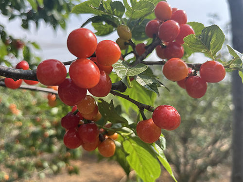 櫻桃紅了,踏青嘗鮮兩相宜1.jpg 櫻桃紅了,踏青嘗鮮兩相宜1.jpg