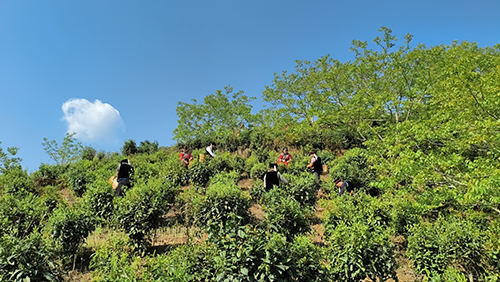 云霧山中千滴露嘉賓夢里一杯茶.jpg 云霧山中千滴露嘉賓夢里一杯茶.jpg