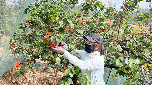 四月洛河櫻桃紅.jpg 四月洛河櫻桃紅.jpg