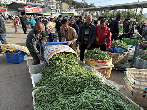小石橋鄉:菜豌豆飄香促振興.jpg 小石橋鄉:菜豌豆飄香促振興.jpg