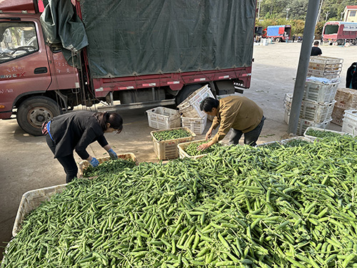 小石橋鄉:菜豌豆飄香促振興1.jpg 小石橋鄉:菜豌豆飄香促振興1.jpg