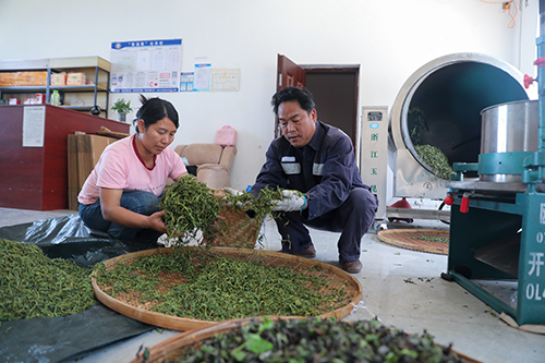 “綠葉子”變“金葉子”.jpg “綠葉子”變“金葉子”.jpg