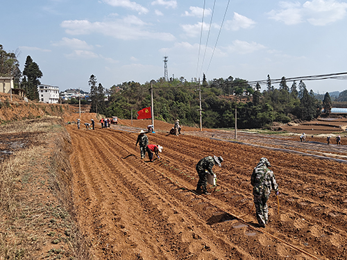 塔甸鎮(zhèn)抓實烤煙生產工作.jpg 塔甸鎮(zhèn)抓實烤煙生產工作.jpg
