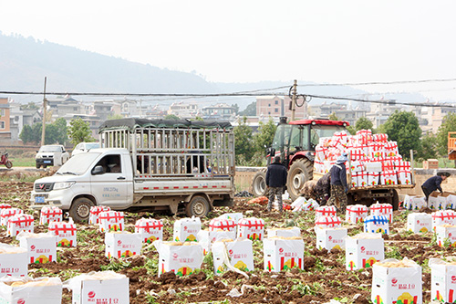 路居鎮千畝馬鈴薯開挖上市.jpg 路居鎮千畝馬鈴薯開挖上市.jpg