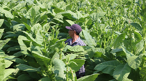新平縣雪茄煙迎來豐收季.jpg 新平縣雪茄煙迎來豐收季.jpg