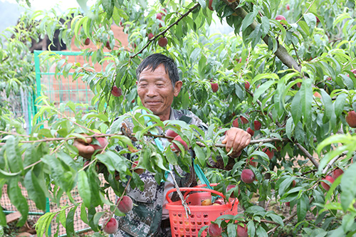 大石板社區(qū)水果豐產(chǎn)豐收.jpg 大石板社區(qū)水果豐產(chǎn)豐收.jpg