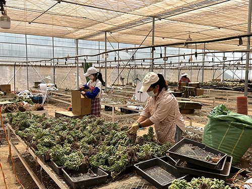 聯農帶農新模式多肉產業助振興.jpg 聯農帶農新模式多肉產業助振興.jpg