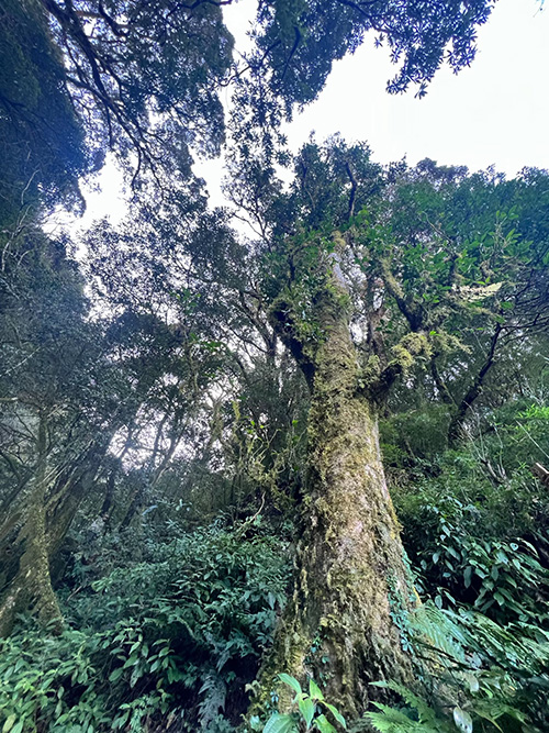 探訪者竜鄉千畝古茶林.jpg 探訪者竜鄉千畝古茶林.jpg