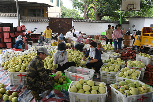 元江芒果上市了.jpg 元江芒果上市了.jpg