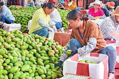 漠沙芒果豐產豐收.jpg 漠沙芒果豐產豐收.jpg