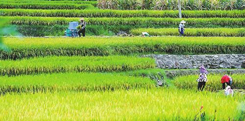 早稻喜豐收稻農忙收割.jpg 早稻喜豐收稻農忙收割.jpg