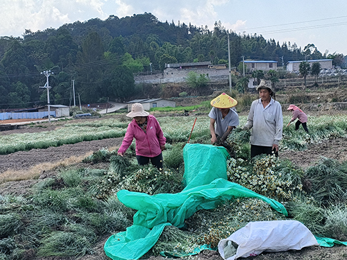 因遠鎮除蟲菊開出“致富花”.jpg 因遠鎮除蟲菊開出“致富花”.jpg