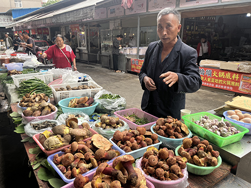 玉溪本地野生菌“冒頭”上市.jpg 玉溪本地野生菌“冒頭”上市.jpg