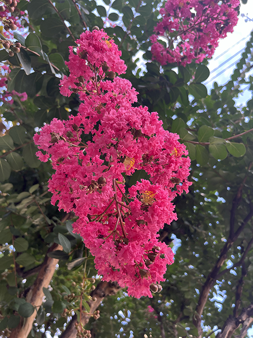 紫藝路紫薇綻放滿(mǎn)城芳菲1.jpg