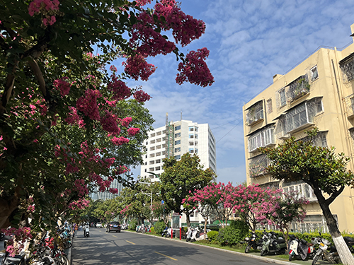 紫藝路紫薇綻放滿(mǎn)城芳菲.jpg