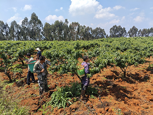 歪頭山千畝桃林結(jié)出“致富果”.jpg