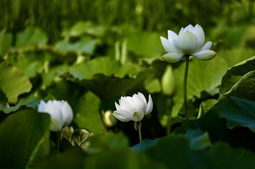 星云湖畔荷花綻放.jpg 星云湖畔荷花綻放.jpg
