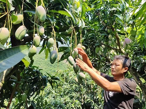 元江縣持續推動芒果品牌建設.jpg 元江縣持續推動芒果品牌建設.jpg