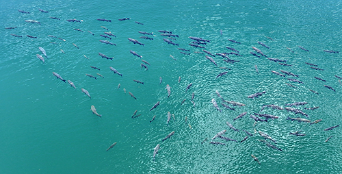 撫仙湖“青魚陣”展生態之美.jpg 撫仙湖“青魚陣”展生態之美.jpg