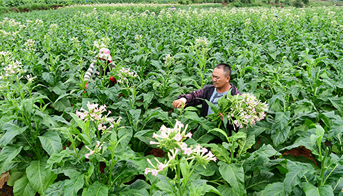 強(qiáng)化中耕管理確保提質(zhì)增效1.jpg 強(qiáng)化中耕管理確保提質(zhì)增效1.jpg