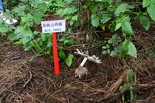 華寧林下雞樅培育成功.jpg