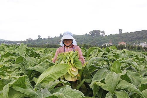 路居鎮(zhèn)7300畝煙葉全面進(jìn)入采烤期.jpg 路居鎮(zhèn)7300畝煙葉全面進(jìn)入采烤期.jpg