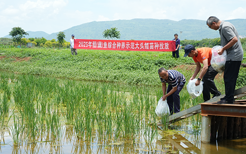 6萬(wàn)多尾大頭鯉魚苗“游”進(jìn)農(nóng)田.png 6萬(wàn)多尾大頭鯉魚苗“游”進(jìn)農(nóng)田.png