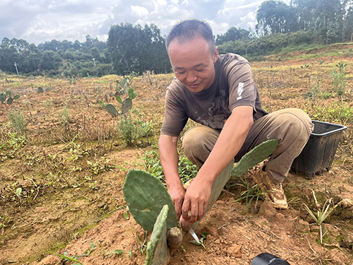 種植食用仙人掌 特色農(nóng)業(yè)促增收.jpg 種植食用仙人掌 特色農(nóng)業(yè)促增收.jpg