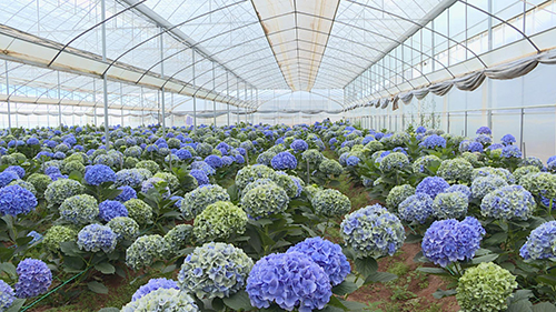 光山村繡球綻放致富花.jpg 光山村繡球綻放致富花.jpg