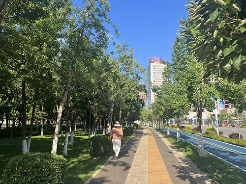 市民支招:工作人員定期清理銀杏果.jpg 市民支招:工作人員定期清理銀杏果.jpg