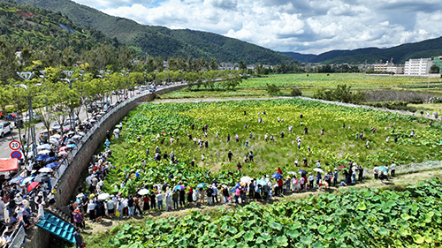 豐收峨山 荷韻飄香2.jpg 豐收峨山 荷韻飄香2.jpg
