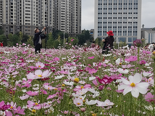 玉溪科教創新城片區波斯菊花海迎客來.jpg 玉溪科教創新城片區波斯菊花海迎客來.jpg