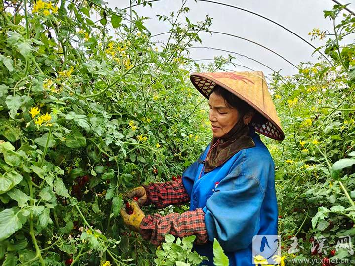 易門(mén)縣曾所社區(qū)玲瓏小番茄豐收.jpg 易門(mén)縣曾所社區(qū)玲瓏小番茄豐收.jpg