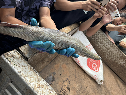 聶耳公園“怪魚”落網1.jpg 聶耳公園“怪魚”落網1.jpg